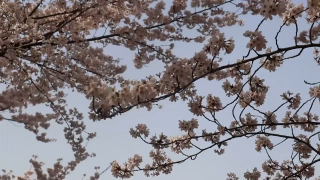 2021년 벚꽃길 걷기